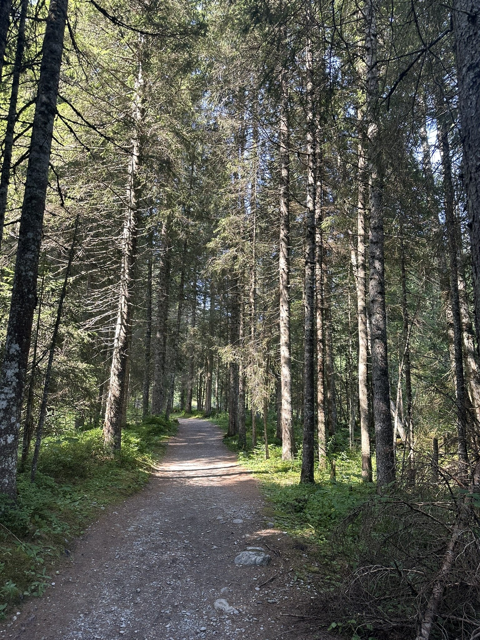 Shaded glacier river trail