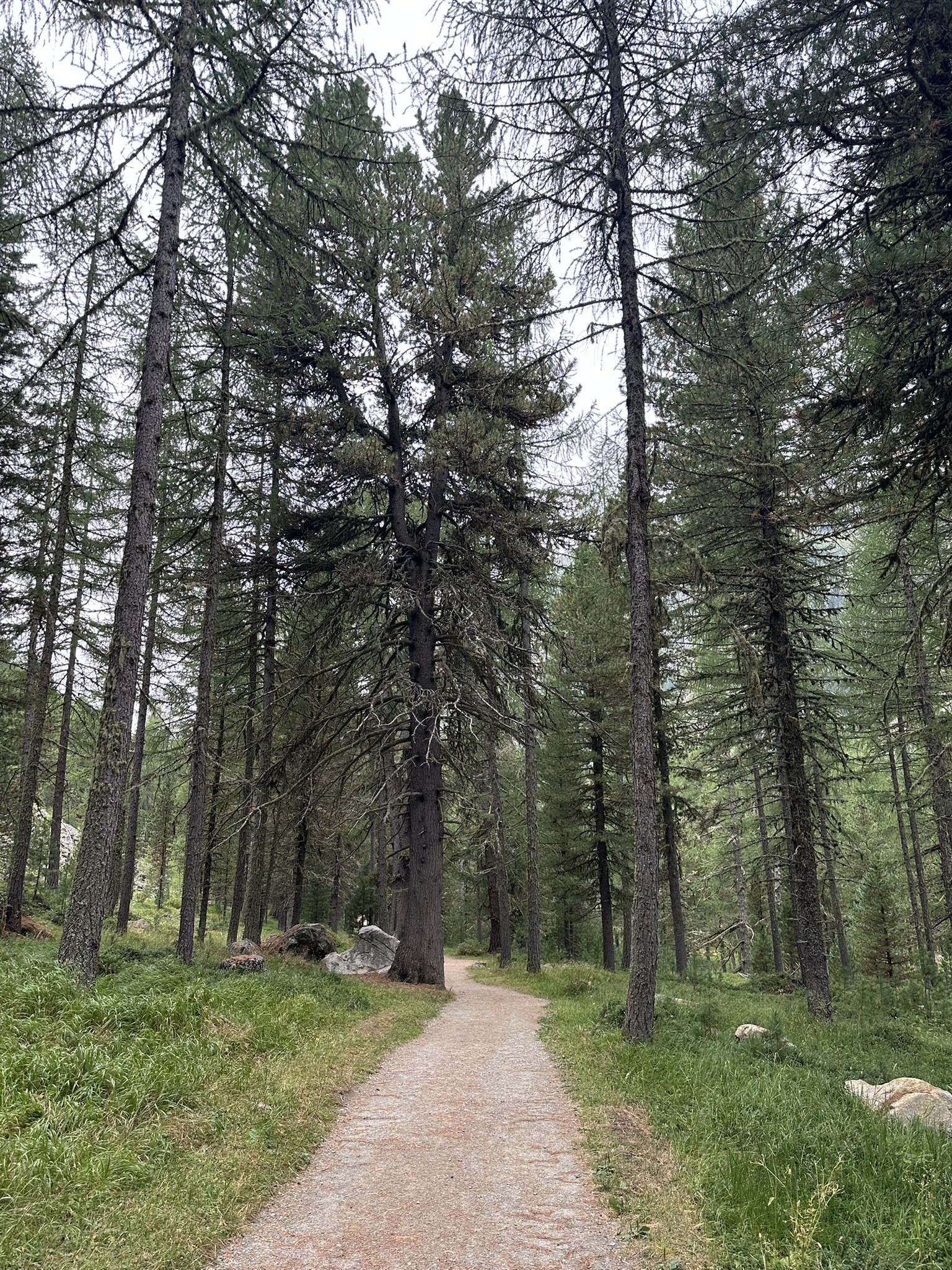 Tall larch and stone-pine forest